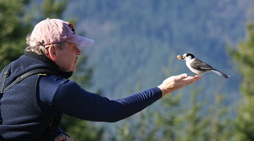 A black and white bird lands on the outstretched hand of a man in a pink hat, fleece vest and thermal shirt, with trees and a mountainside in the background