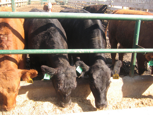 Three cattle (one brown, two black) with numbered ear tags poke their heads through a green pipe fence to eat from a trough. Several other cattle mill about behind them in the small pen.
