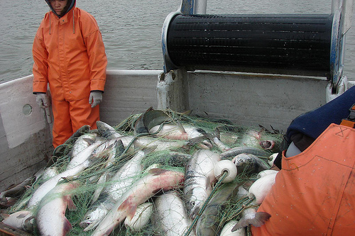A pile of salmon is covered in a fishing net, on the deck of a ship. Two fishers in bright orange coveralls stand to either side.