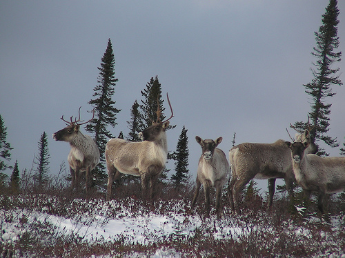 A group of reindeer stand on the crest of a snow-covered hill, surrounded by a few trees