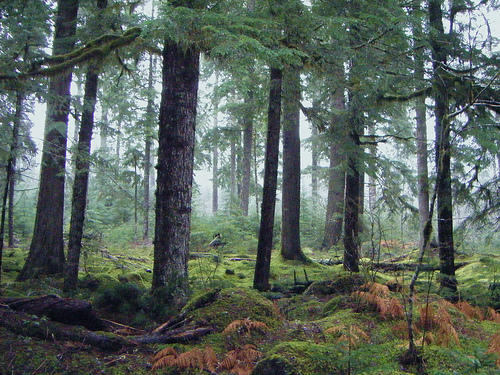 A view through the trunks of a group of evergreen trees. The ground is mossy, the understorey is mostly clear, and the sky is misty.